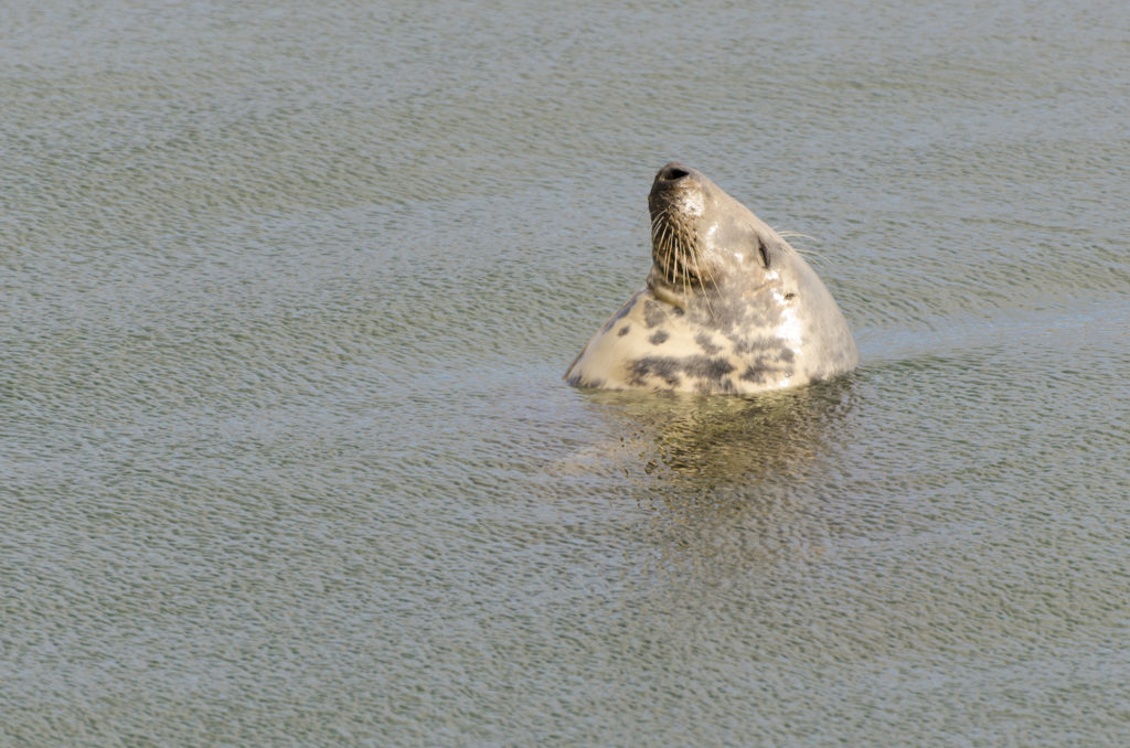 Grey Seal, Dunbar Harbour