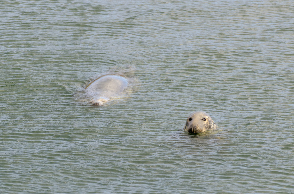 Grey Seals, Dunbar Harbour