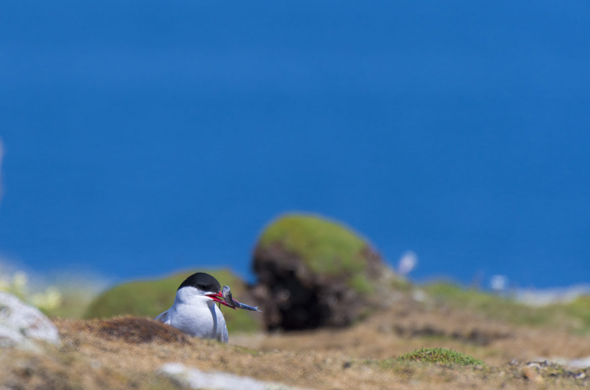 Arctic Tern, Isle of May