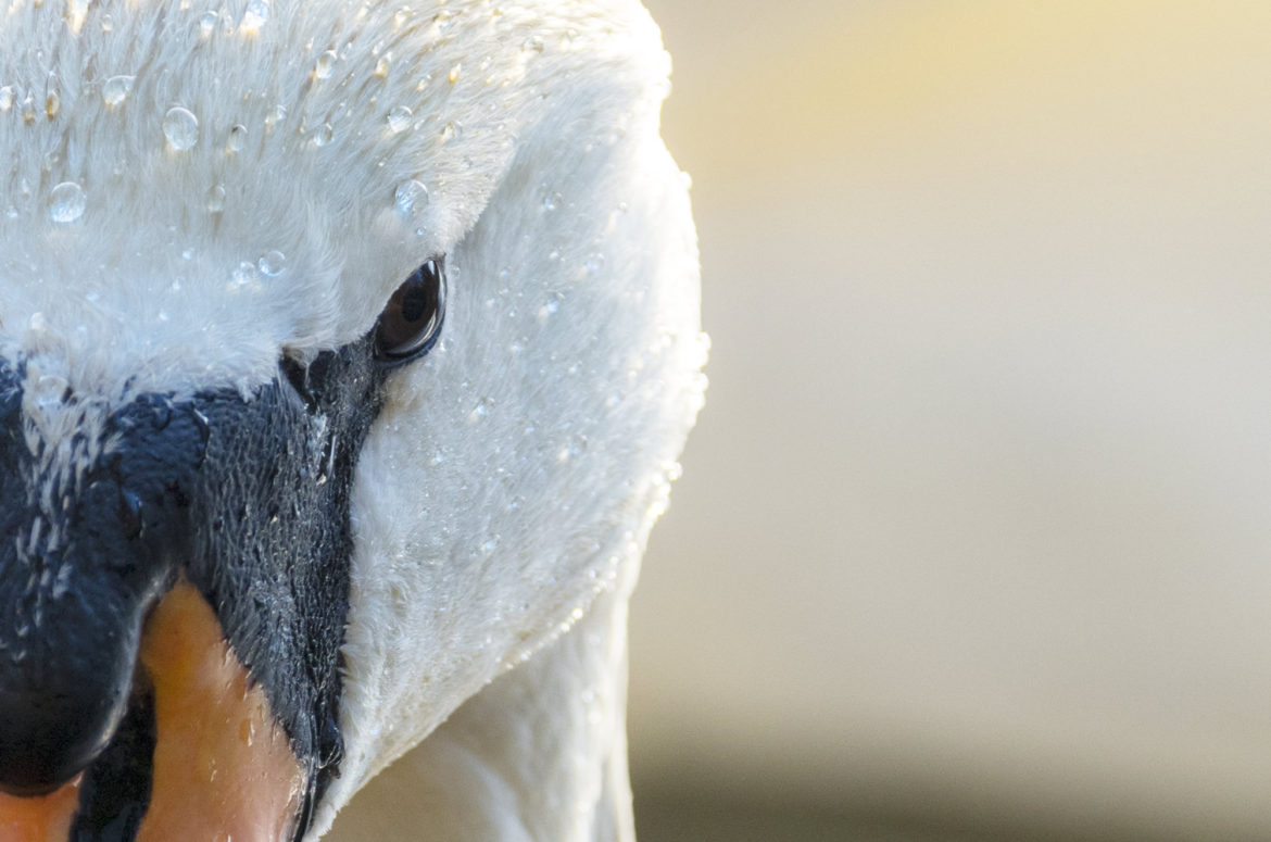 Close up photo of mute swan's head