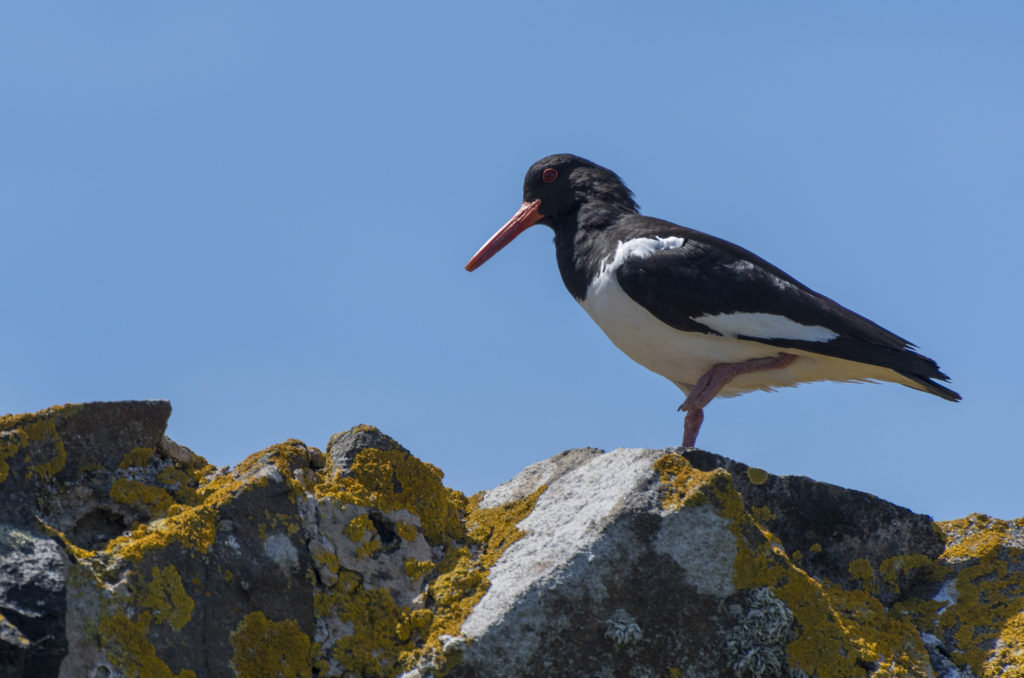 Oystercatcher, Isle of May