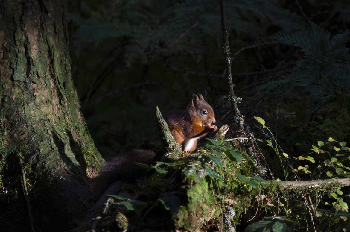Red squirrel, Queen Elizabeth Forest Park, Aberfoyle