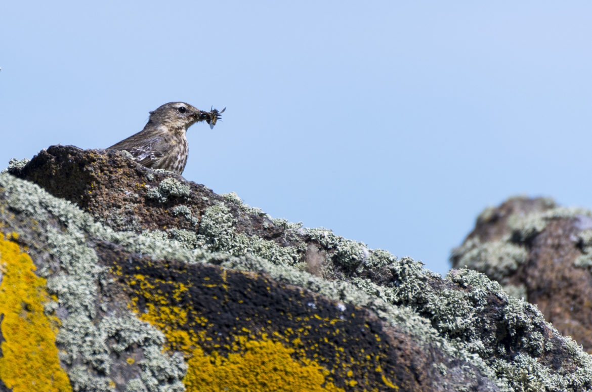Rock Pipit, Isle of May