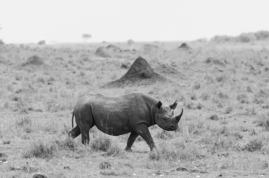 Black rhino, Masai Mara, Kenya
