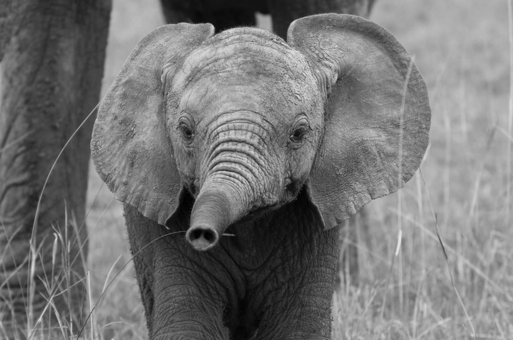 African elephant, Masai Mara, Kenya