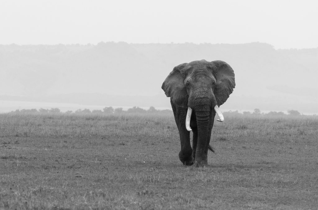 African elephant, Masai Mara, Kenya