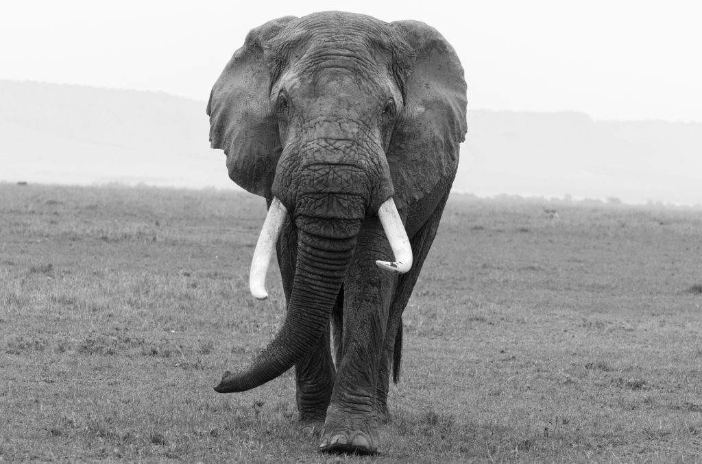 African elephant, Masai Mara, Kenya