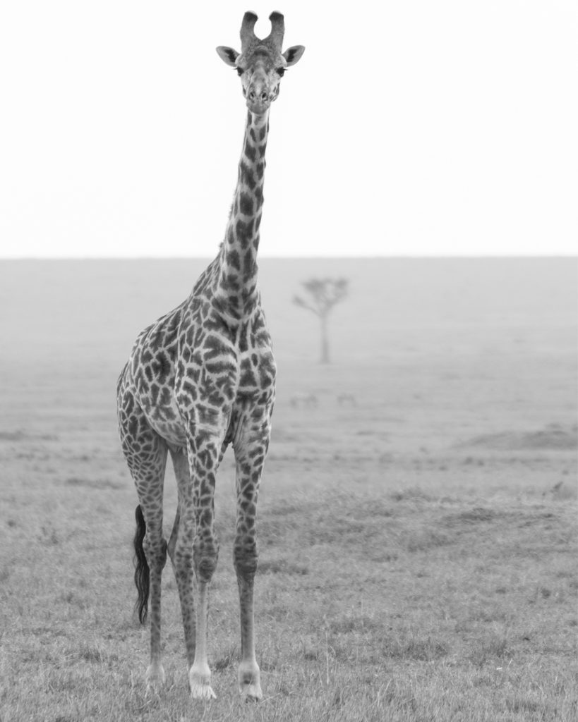 Giraffe, Masai Mara, Kenya