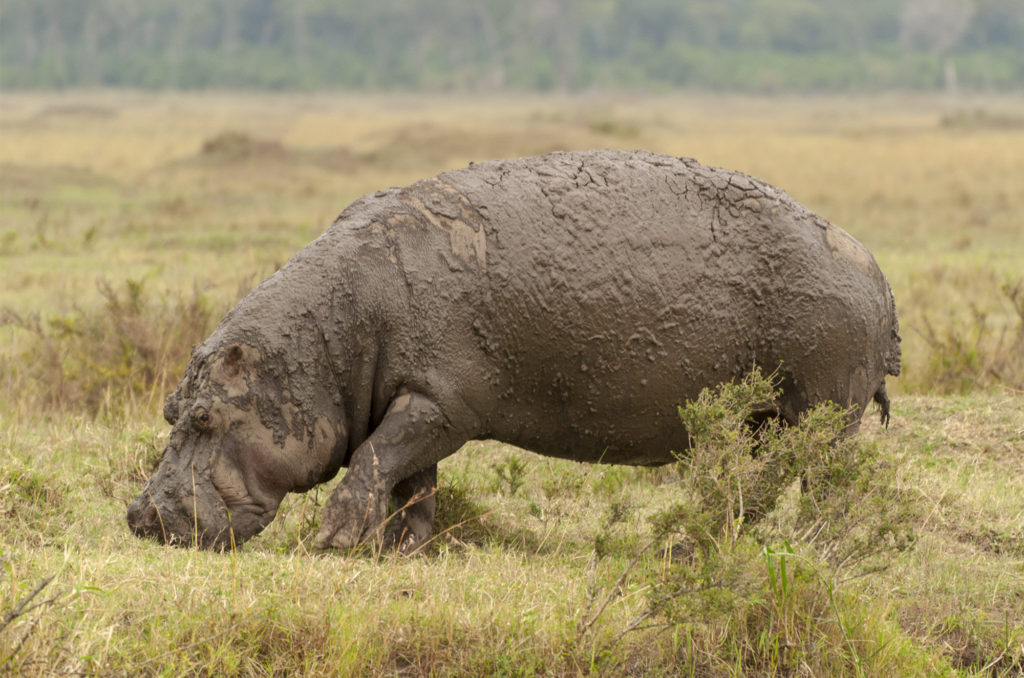 Photo of a hippo grazing in the Masai Mara, Kenya