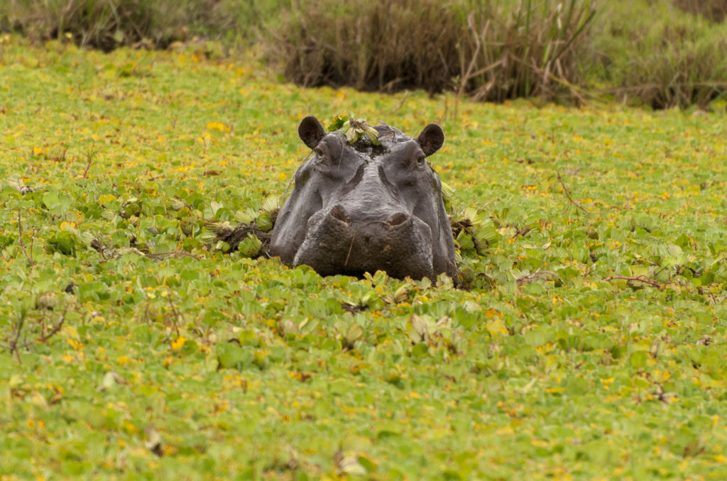 Photo of a hippo in a vegetation-covered rive with leaves on its head in the Masai Mara, Kenya
