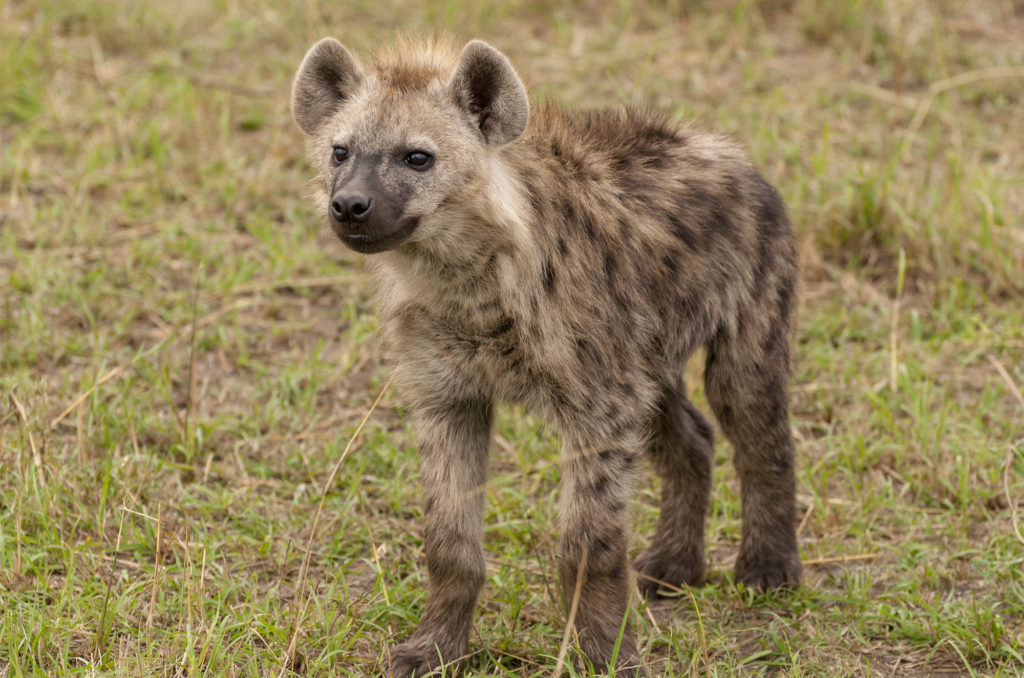 Spotted hyena, Masai Mara, Kenya
