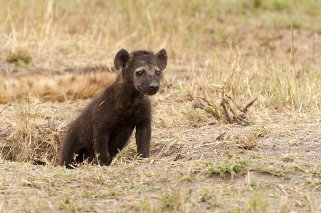 Spotted hyena, Masai Mara, Kenya