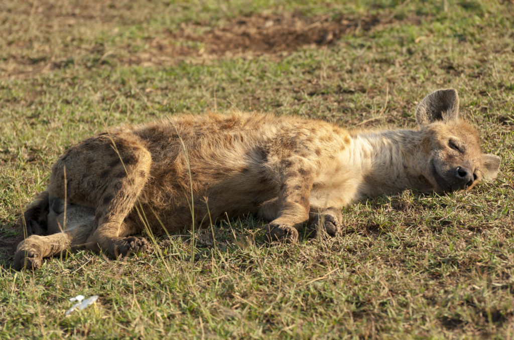 Spotted hyena, Masai Mara, Kenya