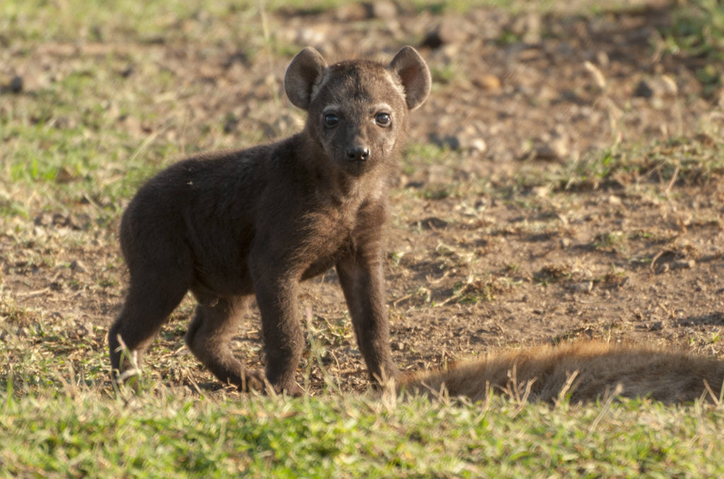 Spotted hyena cub, Masai Mara, Kenya