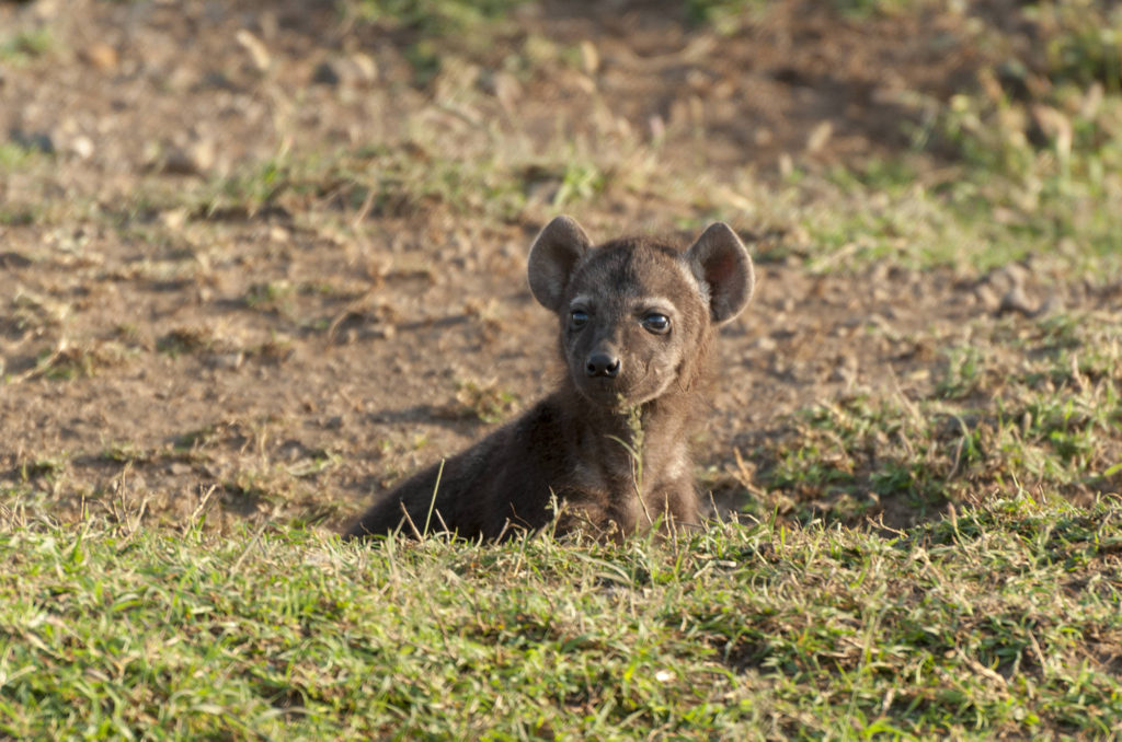 Spotted hyena cub, Masai Mara, Kenya