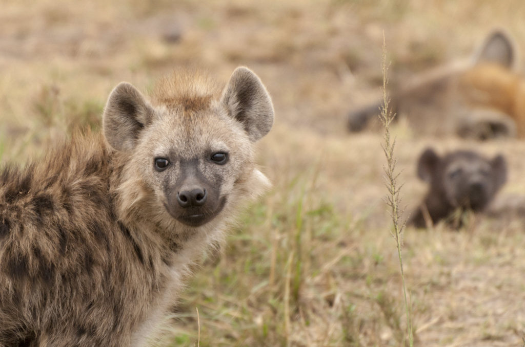 Spotted hyena, Masai Mara, Kenya