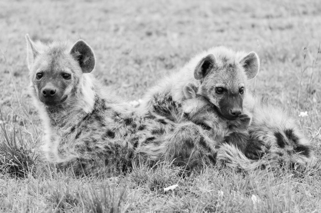 Spotted hyenas, Masai Mara, Kenya