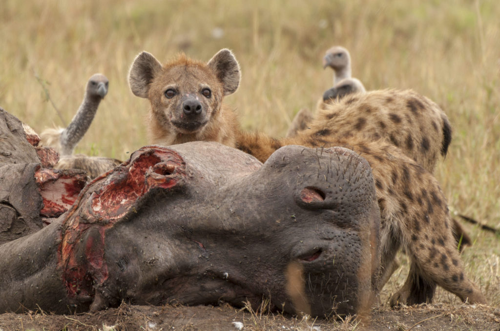 Scavengers at the hippo carcass, Masai Mara, Kenya