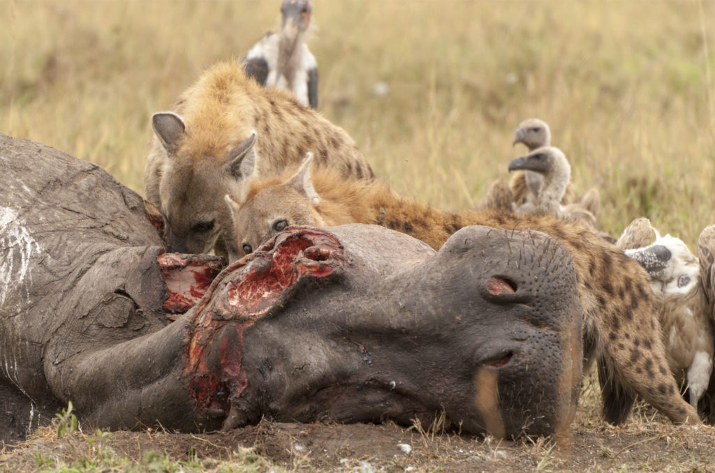 Scavengers at the hippo carcass, Masai Mara, Kenya