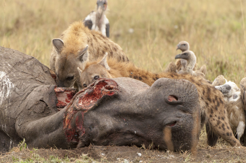 Scavengers at the hippo carcass, Masai Mara, Kenya