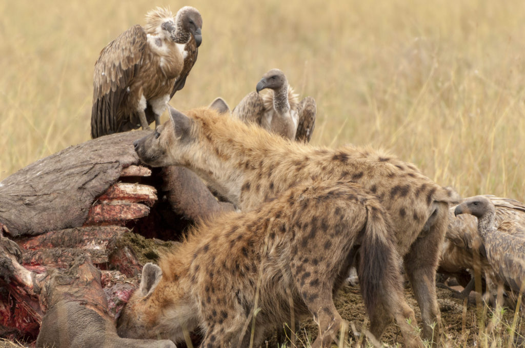 Scavengers at the hippo carcass, Masai Mara, Kenya