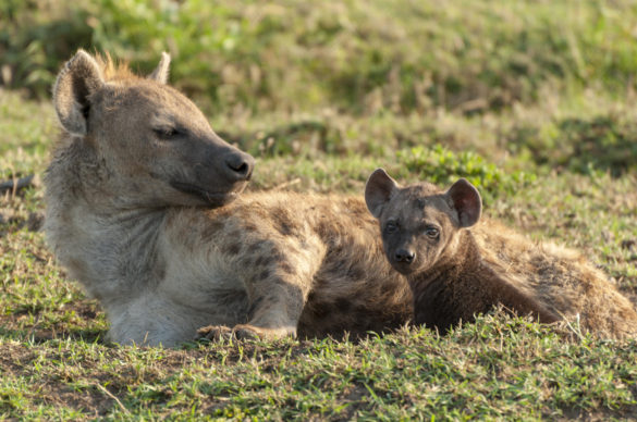 Spotted hyenas, Masai Mara, Kenya