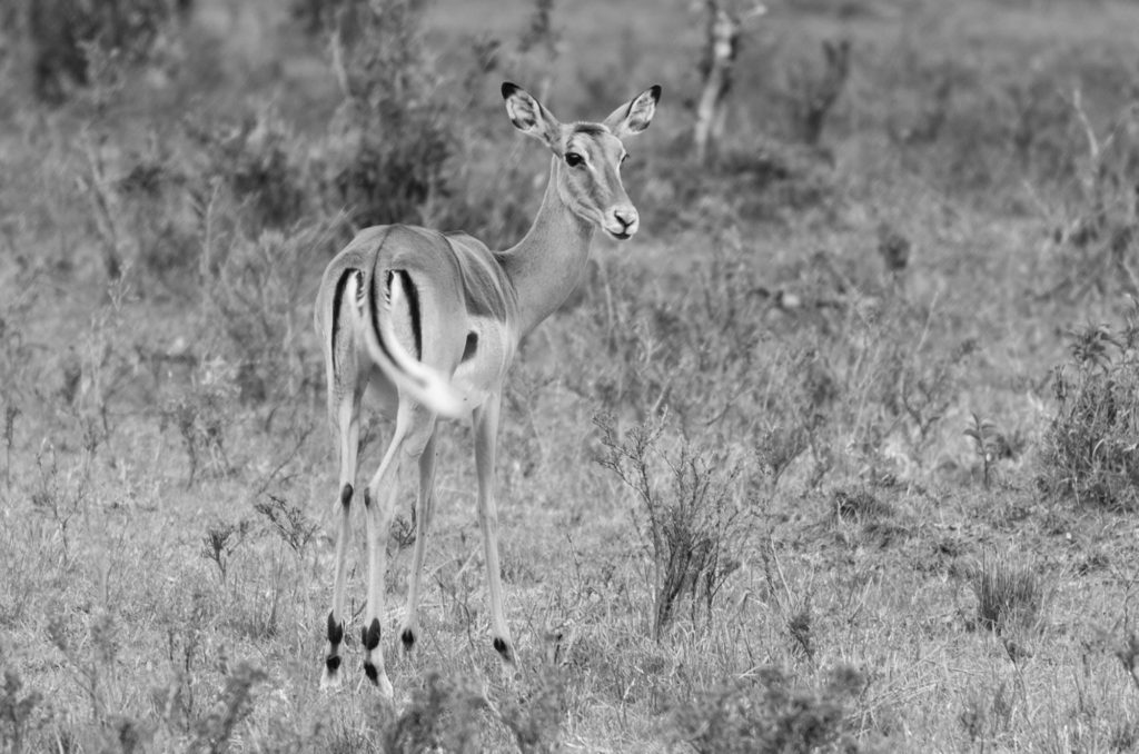 Impala, Masai Mara, Kenya