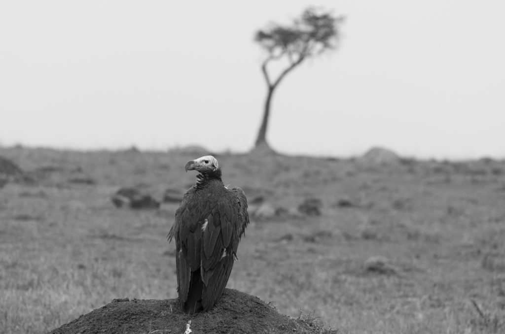 Lappet-faced vulture, Masai Mara, Kenya
