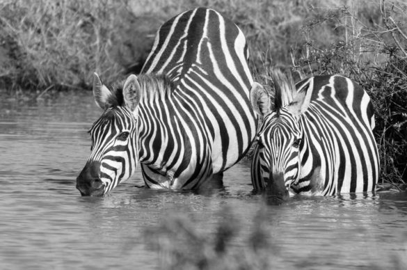 Zebra, Masai Mara, Kenya