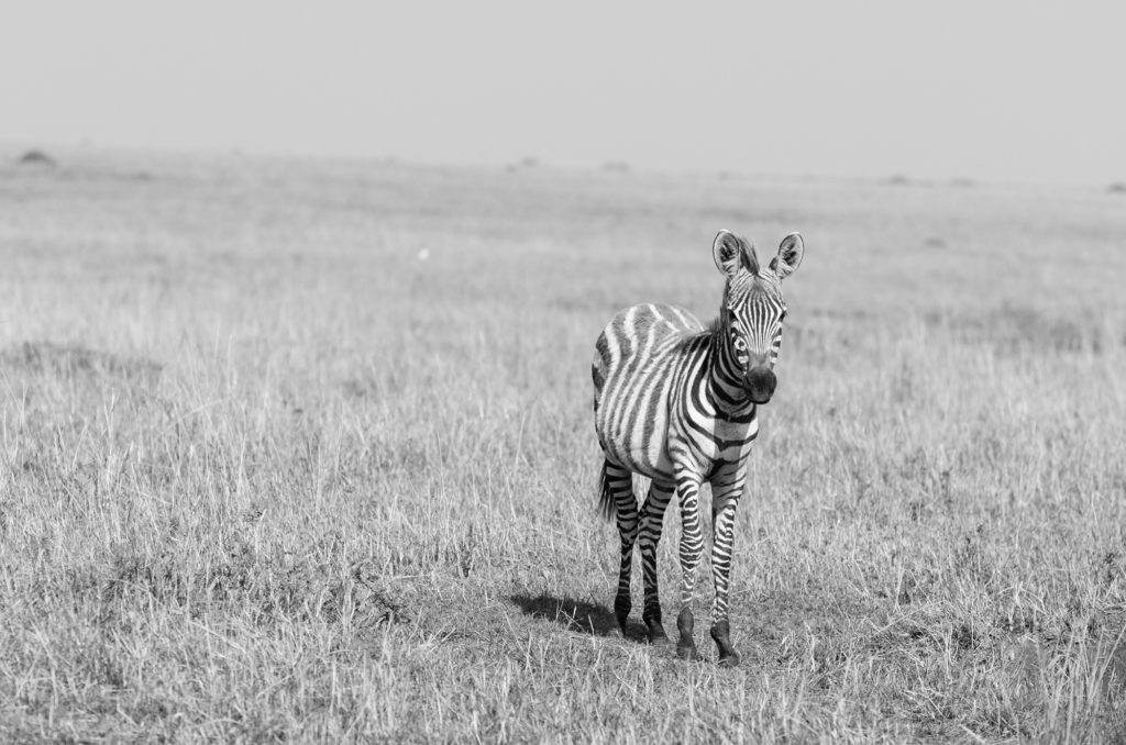 Zebra, Masai Mara, Kenya