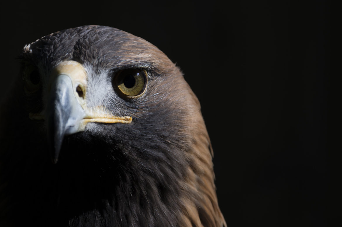 Captive golden eagle, Loch Lomond Bird of Prey Centre