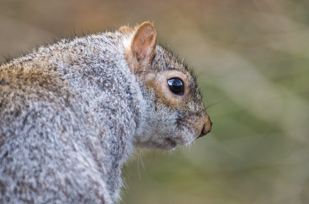 Grey squirrel, Botanic Gardens Glasgow