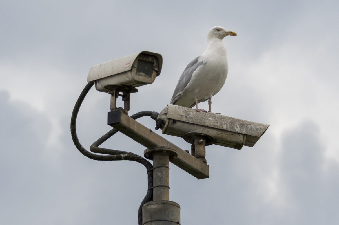 Herring gull sitting on CCTV camera, Irvine Beach