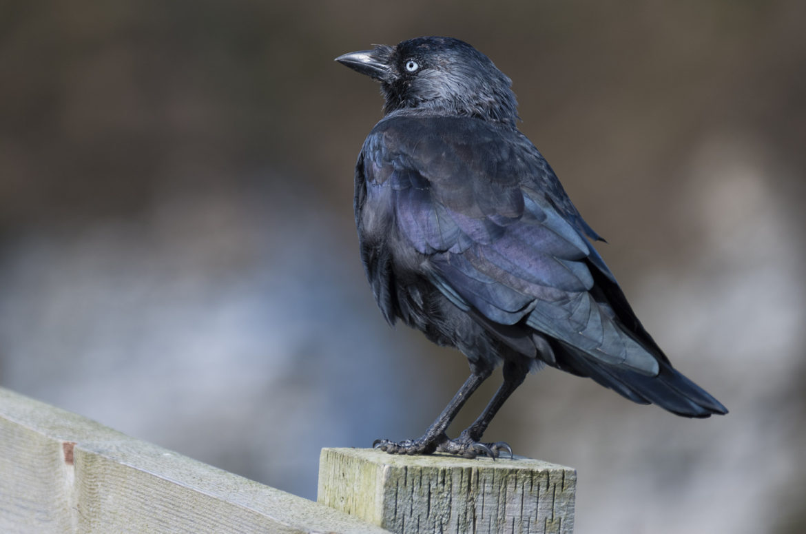 Jackdaw on fence post, Bempton Cliffs