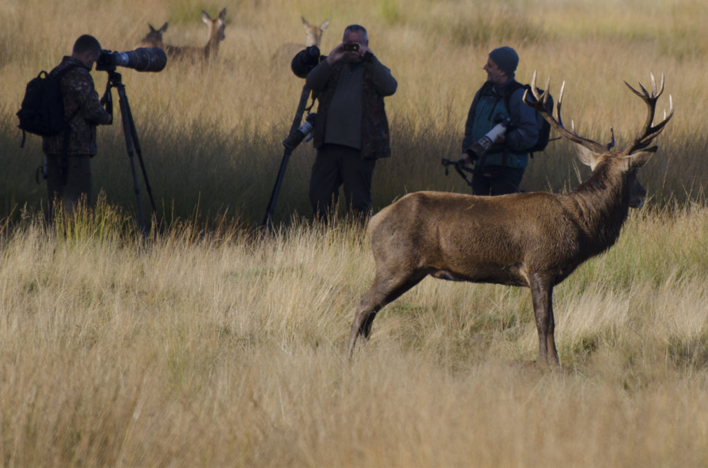 Red deer with photographers, Richmond Park