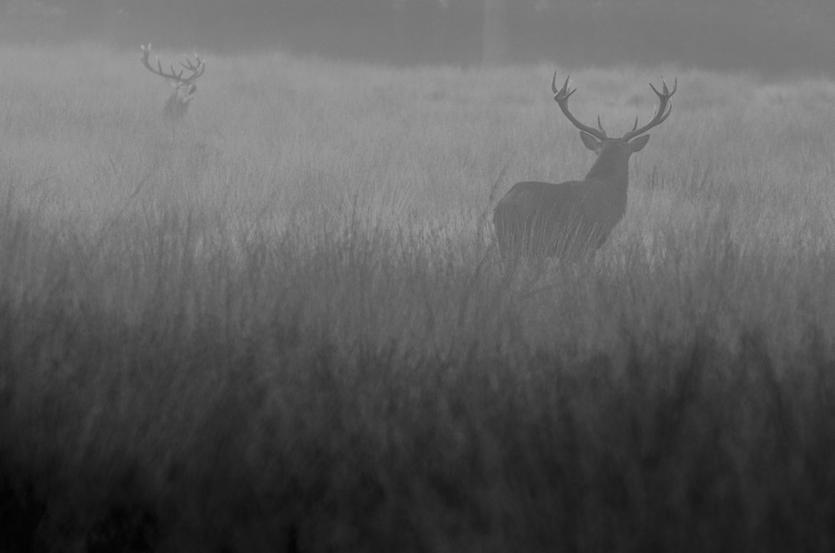 Red deer, Richmond Park