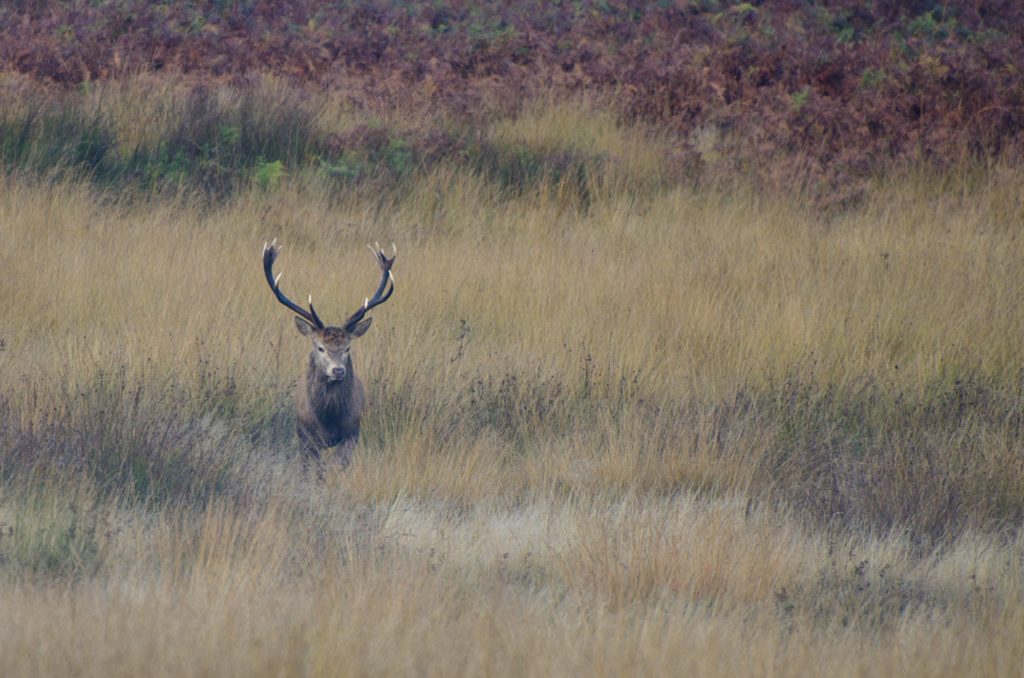 Red deer, Richmond Park