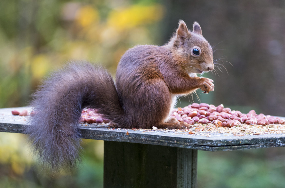 Red squirrel on feeder, Queen Elizabeth Forest Park, Aberfoyle