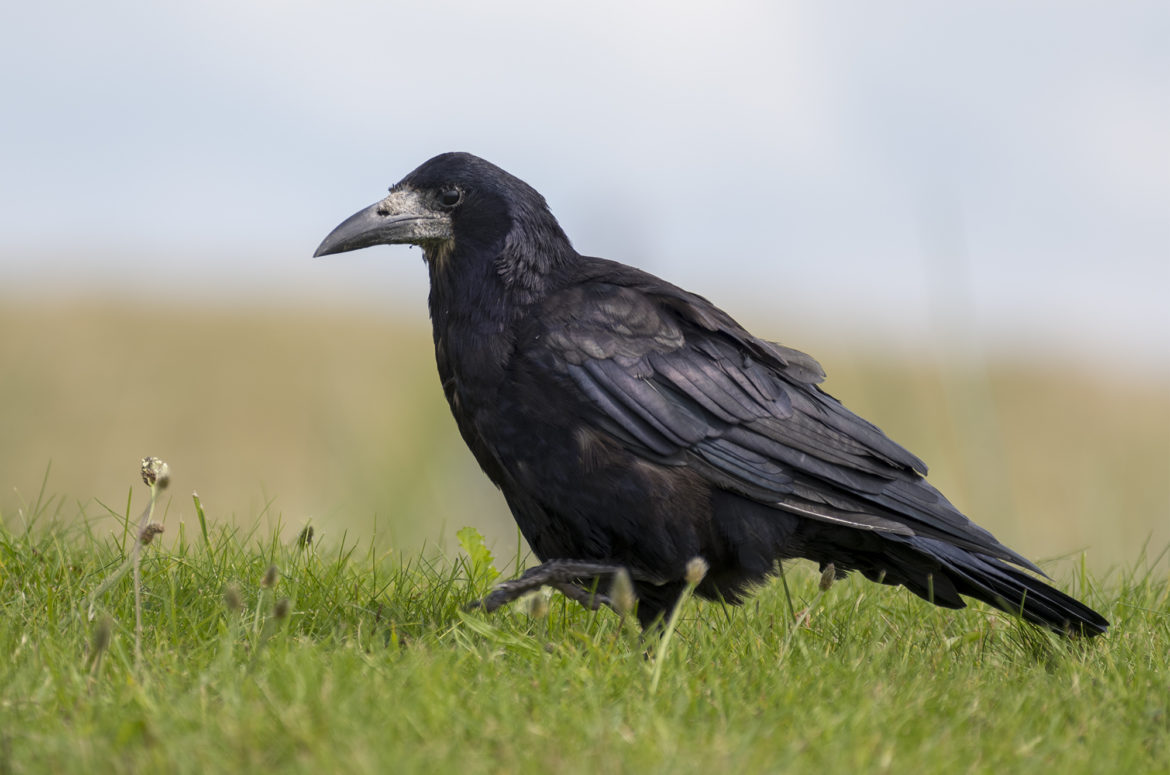 Rook, Irvine Beach