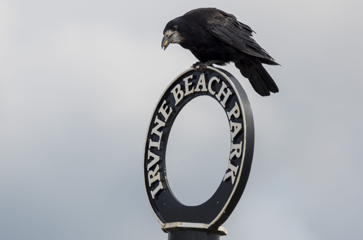 Rook, Irvine Beach