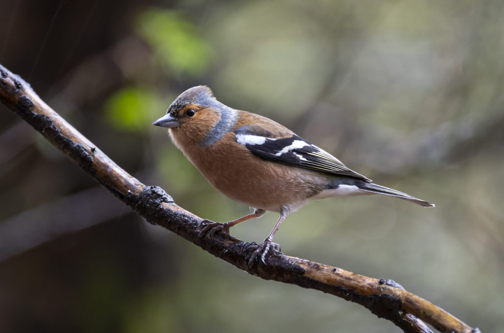 Chaffinch perched on branch