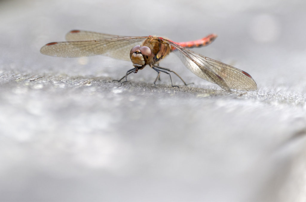 Photo of a common darter dragonfly eating a small insect while sitting on a fence