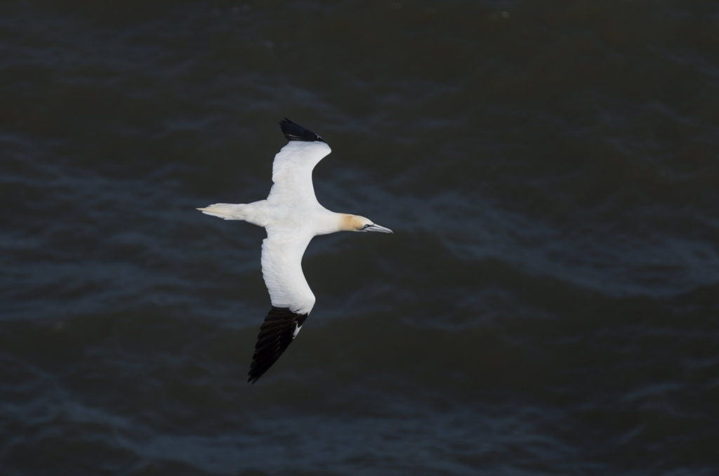 Gannet flying above the sea