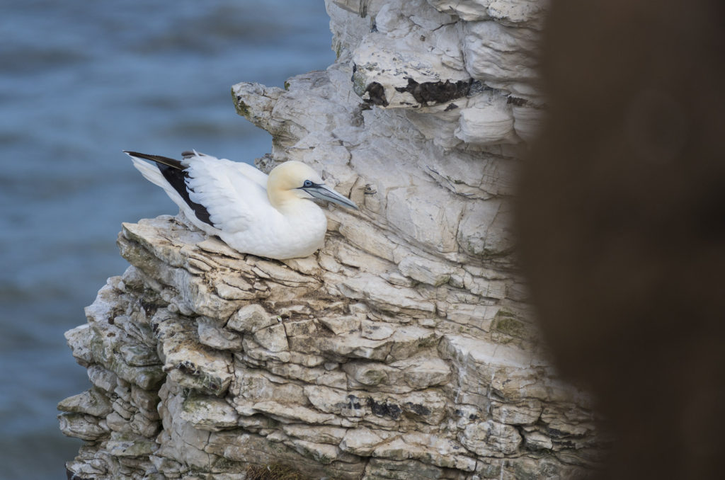 Gannet sitting on edge of cliff