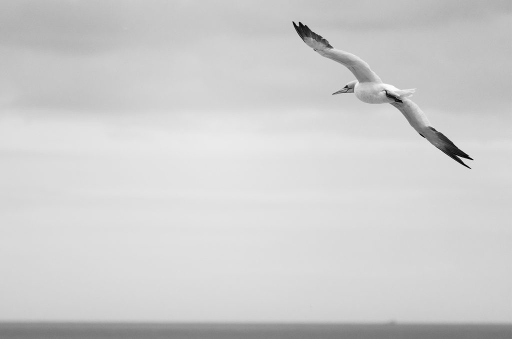 Gannet flying with sea in the distance (black and white photo0