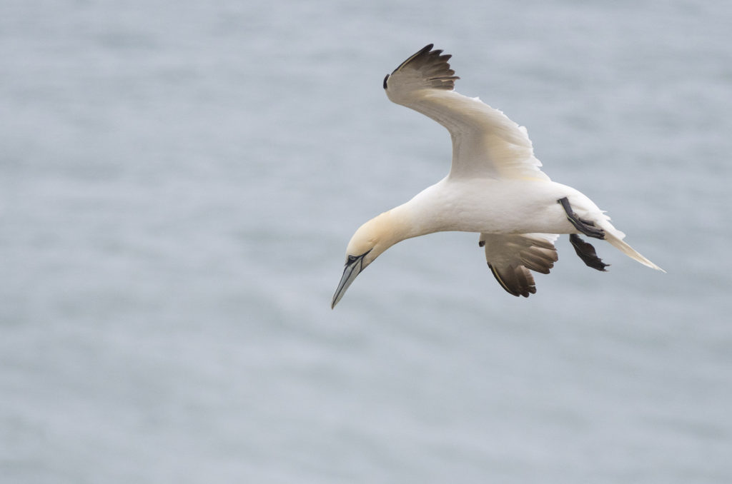 Gannet coming in to land