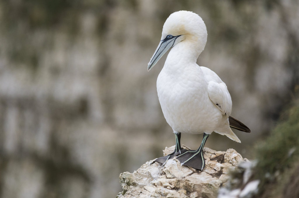 Gannet standing on edge of cliff