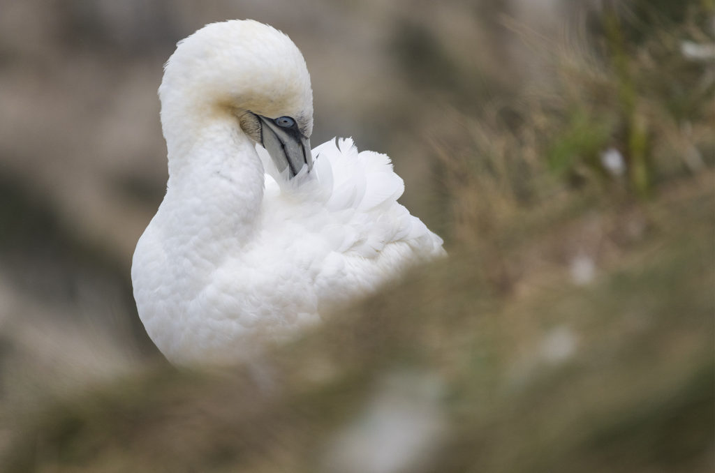 Gannet preening