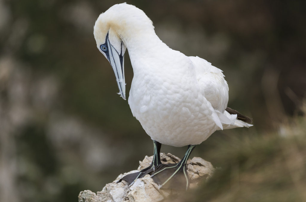 Gannet preening on edge of cliff