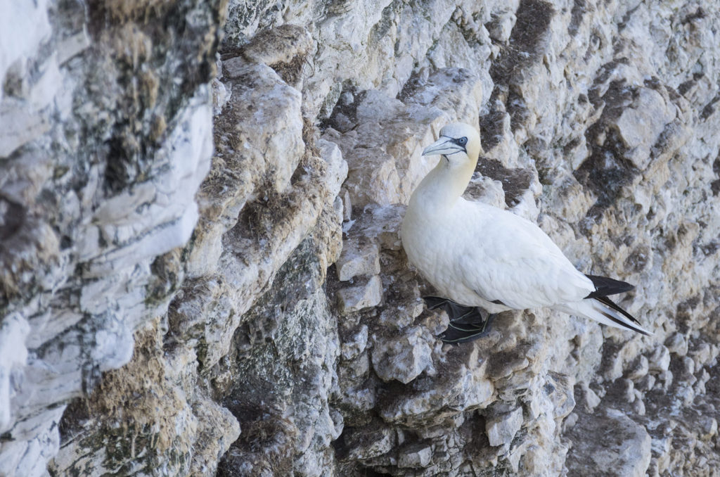 Gannet perched on side of cliff